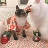 の写真