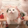 の写真