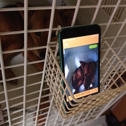 監視対象アグロ