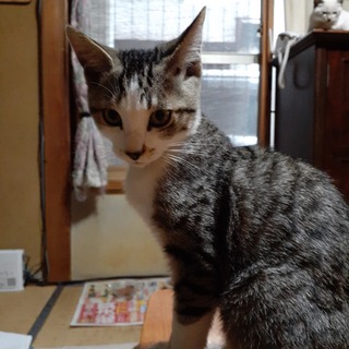 約生後4カ月男の子里親募集します。