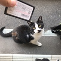 学校に住み着いていて殺処分されそうになっていた猫