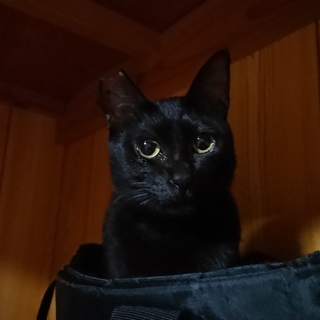 黒猫アンちゃん♀です☆