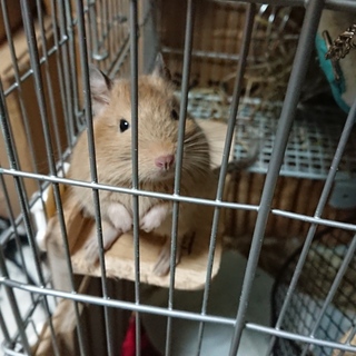 サンドカラー デグー女の子 （交渉中募集一時停止）