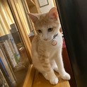 人懐っこい茶トラの子猫