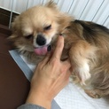 里親様決定・有り難うございました。(^O^)