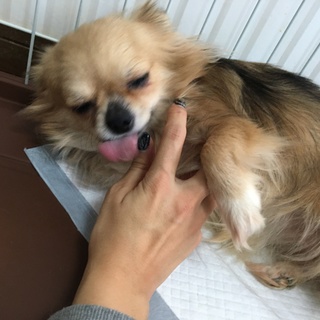 里親様決定・有り難うございました。(^O^)