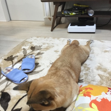 尻尾べチョン