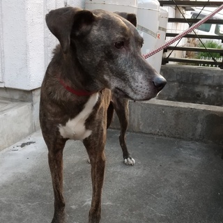 里親様が見つかりました