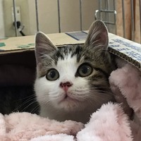 アラレ