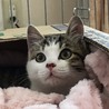 アラレ