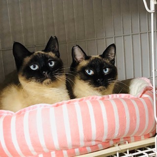 少し人見知りの　シャムネコ　兄妹