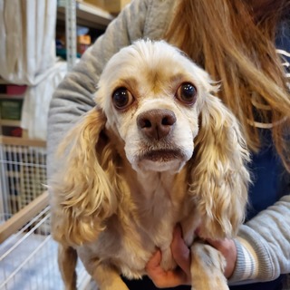 アメコカちゃんの里親募集