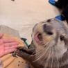 マコザウ
