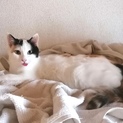 ふいにベロが出てる少し臆病な三毛ちゃん♪