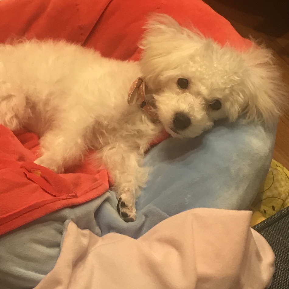 セシリーのカバー写真