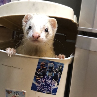 フェレット（オス）