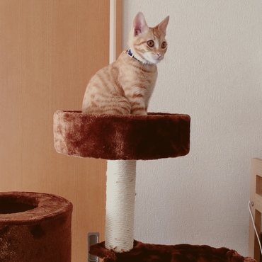 猫も仲間入りしました♪