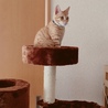 猫も仲間入りしました♪