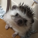 ハリネズミ里親募集