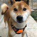 1年も待っていた柴犬りゅうくん