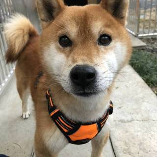1年も待っていた柴犬りゅうくん