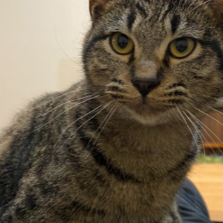 里親募集しております。