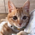 つくね♪甘えん坊な茶トラの子猫♪男の子