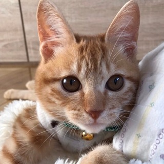 つくね♪甘えん坊な茶トラの子猫♪男の子