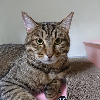 キヨくん連絡用ページ！