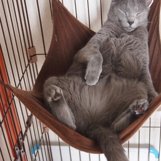 まったりのんびり屋さんのバロン君