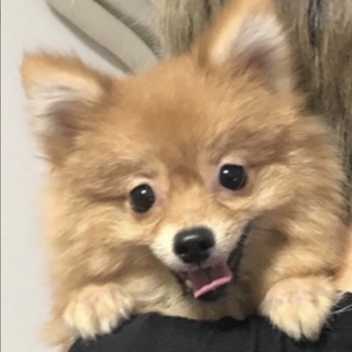 ポメラニアン 2歳 男の子