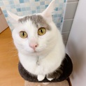 毎日きゅん❤︎置き去り猫のけんぞーくん