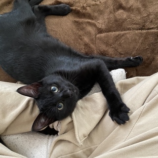 ビニール袋に入れて捨てられていた子猫のこんぶ君