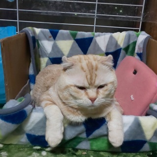 無邪気なジャイアン