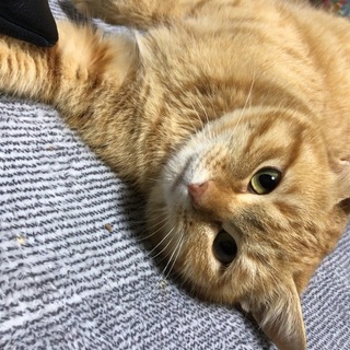甘えん坊の茶トラの里親さま探してます