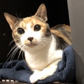 <サバイバーズ>タバサちゃん