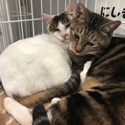 譲渡会は中止となりました。　猫の譲渡会 サムネイル2