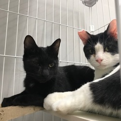 譲渡会は中止となりました。　猫の譲渡会 サムネイル3