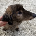 大人しい性格の老犬です。