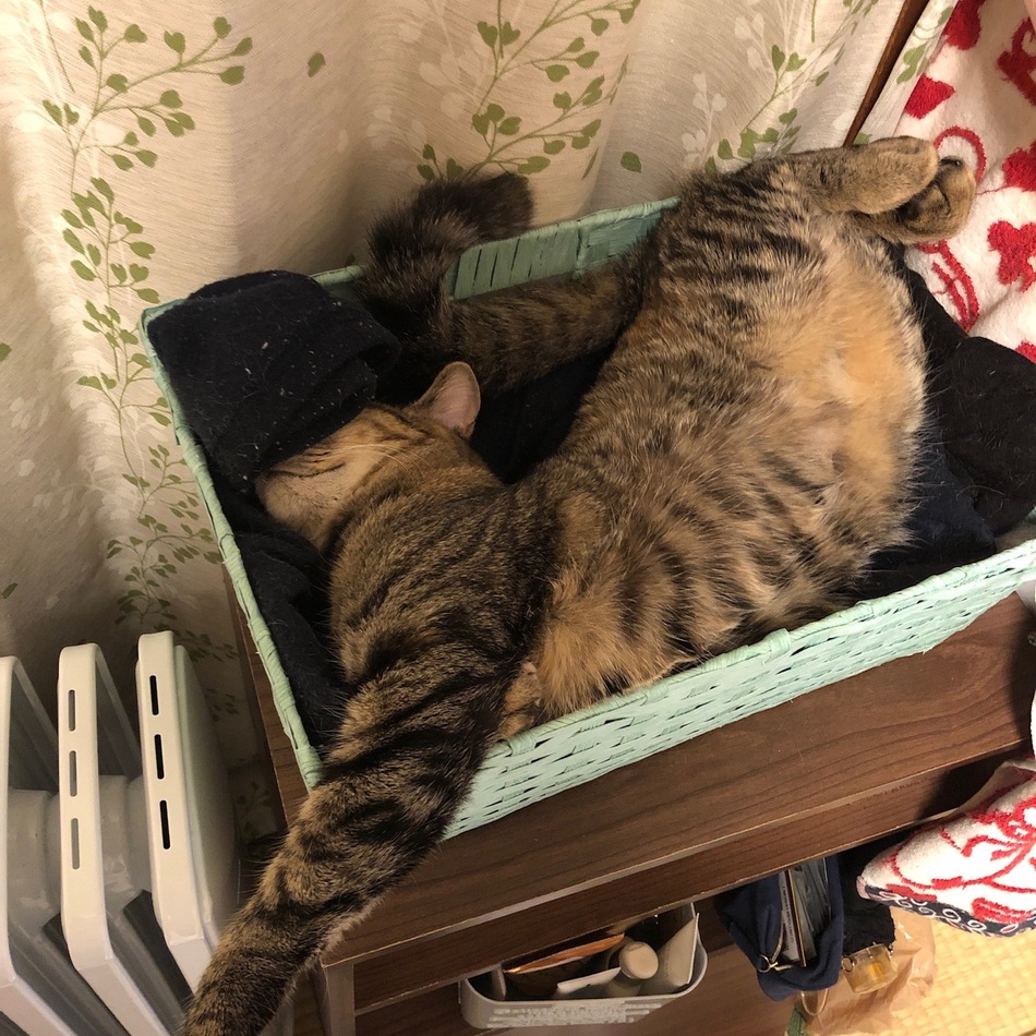 アリスのカバー写真