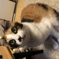 ベル