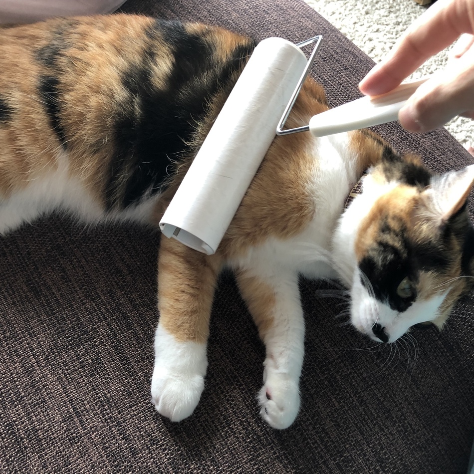 ベルのカバー写真