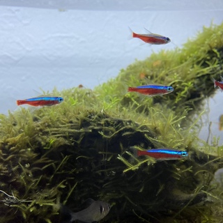 【至急】海外赴任のため、里親募集します！