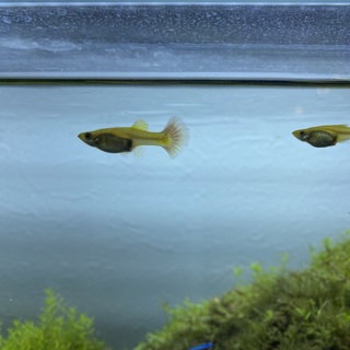 【至急】海外赴任のため、探しています。グッピー3匹