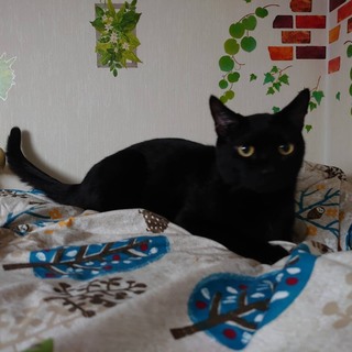性格よし　黒猫まつむらくん　愛知から
