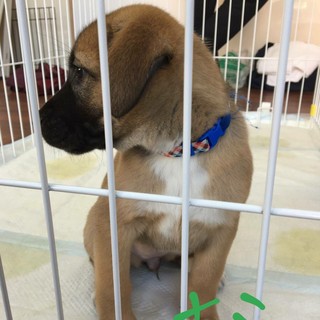 保護した犬が９匹の仔犬を産みました　ナミです♡