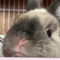 里親募集 （小動物 うさぎ）