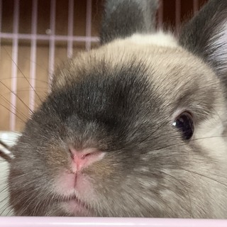 里親募集 （小動物 うさぎ）