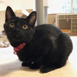 元気いっぱい甘えんぼの女の子　かりんちゃん