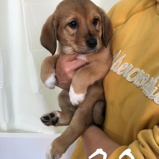 保護した犬が９匹の仔犬を産みました　タクです☆